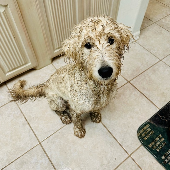 ๐ถ๐พLike to be notified when live.๐ถ๐พ (LIVE LISTING) - Picture 8 of 11